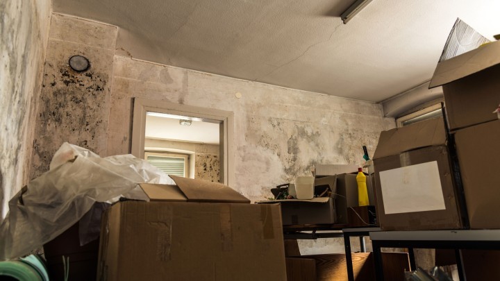 House Mould