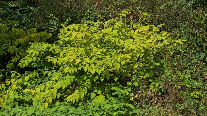Japanese knotweed: When a continuing problem is not a continuing nuisance