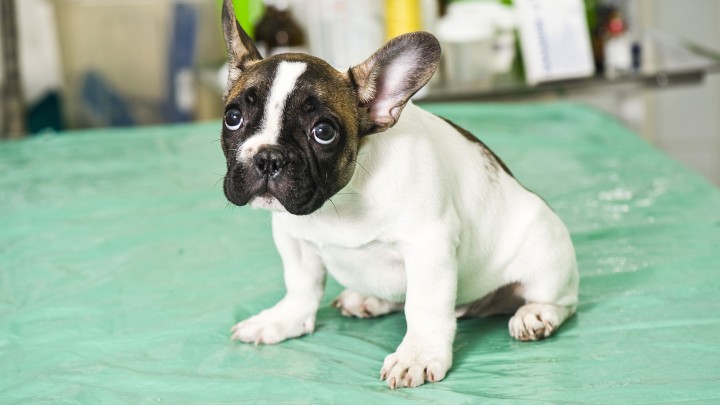 Liability for Animals in Civil Cases