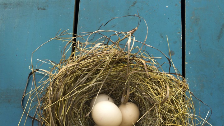 Too many eggs... will they all hatch?