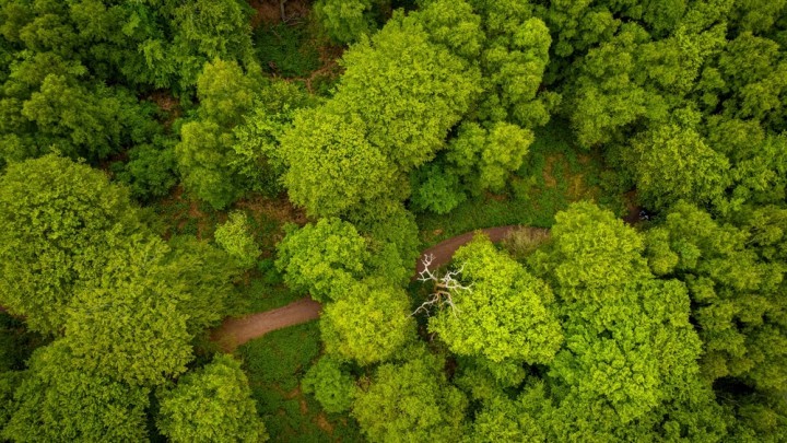 Woodland