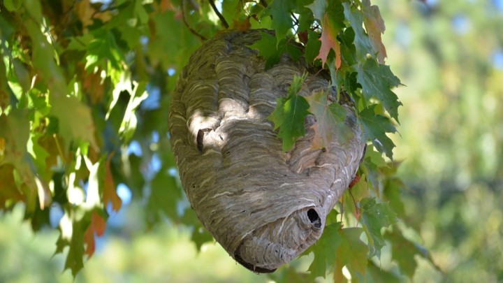 hornet's nest