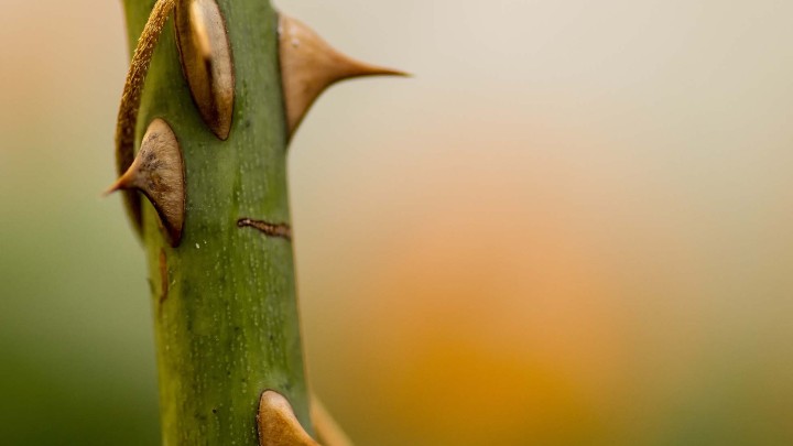 The thorny issue of Litigants in Person