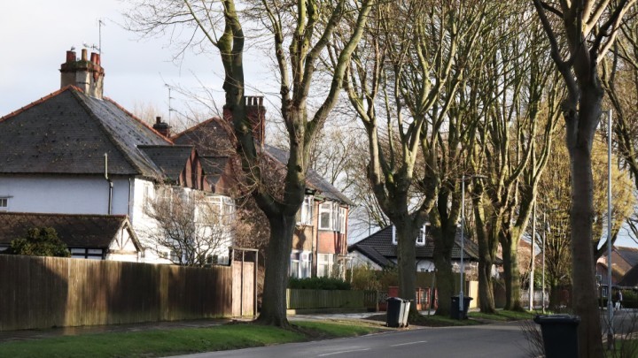 tree lined street